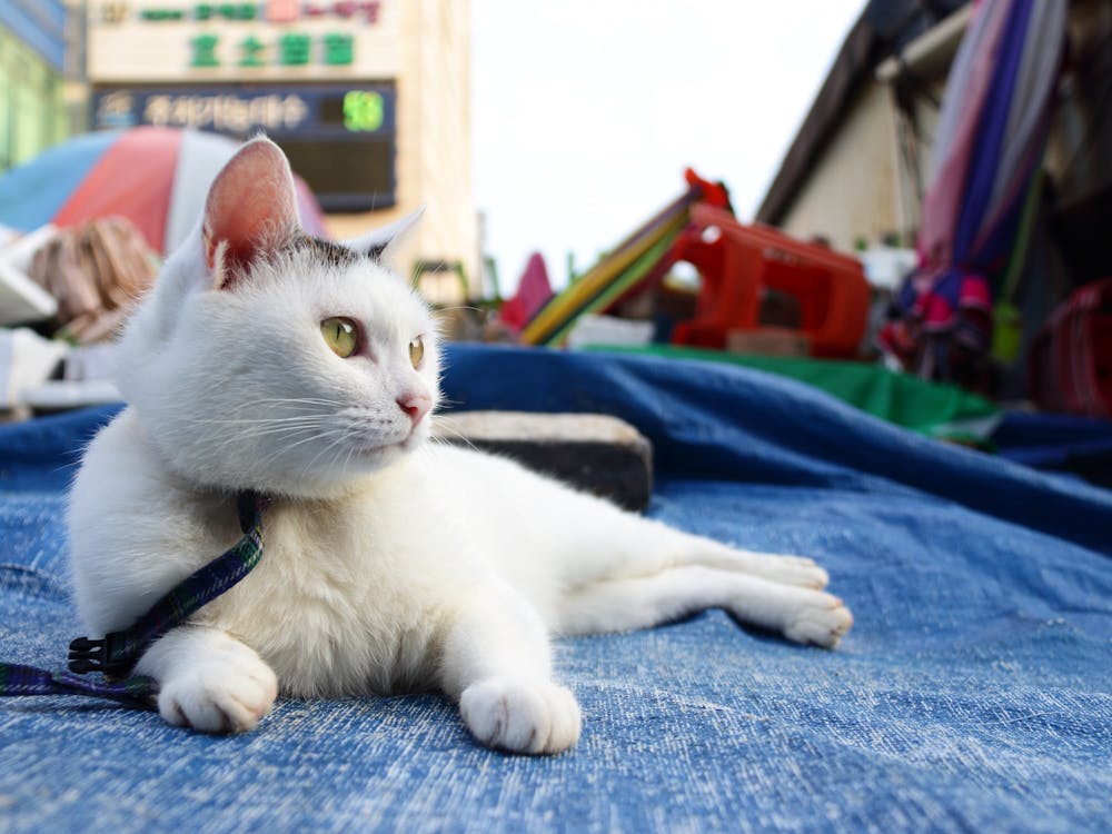 Content Marketing_SeeResponse